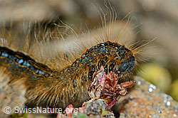 Alpen-Ringelspinner (Malacosoma alpicola) an Gegenblättrigem Steinbrech (Saxifraga oppositifolia) (08.08.2021, C203344)