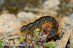 Alpen-Ringelspinner Raupe (Malacosoma alpicola) (C203356)