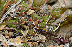 Malthodes flavoguttatus (Weichkäfer) (C203407)