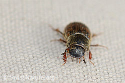 C203411: Heptaulacus testudinarius (Blatthornkäfer)
