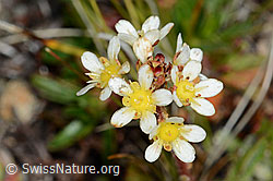 Saxifraga paniculata (C203452)