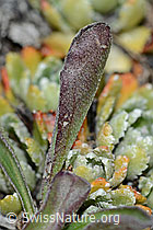 Alpen-Aster (Aster alpinus) (C203466)