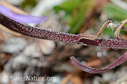 Alpen-Aster (Aster alpinus) (C203467)
