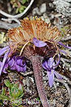 Alpen-Aster (Aster alpinus) (08.08.2021, C203468)