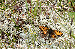 Wachtelweizen-Scheckenfalter (Melitaea athalia) (C203521)