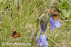C203524: Wachtelweizen-Scheckenfalter (Melitaea athalia) auf Bärtiger Glockenblume (Campanula barbata)