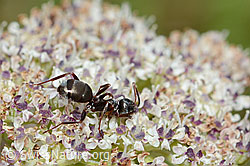 Formica lemani (Waldameise) auf Zwerg-Mutterwurz (Ligusticum mutellinoides) (C203561)