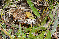 Tipula varipennis (Schnake) (C203574)