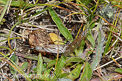 Tipula varipennis (Schnake) (C203575)