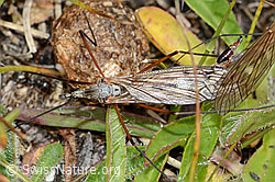 Tipula varipennis (Schnake) (08.08.2021, C203577)