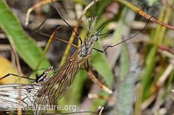 Tipula varipennis (Schnake) (C203579)