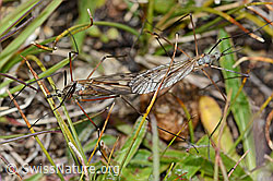 Tipula varipennis (Schnake) (C203582)
