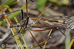 Tipula varipennis (Schnake) (08.08.2021, C203583)