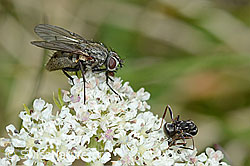 Helina reversio (Echte Fliege) auf Zwerg-Mutterwurz (Ligusticum mutellinoides) (C203588)