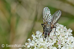 Helina reversio (Echte Fliege) auf Zwerg-Mutterwurz (Ligusticum mutellinoides) (C203592)