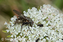 Helina reversio (Echte Fliege) auf Zwerg-Mutterwurz (Ligusticum mutellinoides) (C203602)