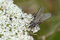 Helina reversio (Echte Fliege) auf Zwerg-Mutterwurz (Ligusticum mutellinoides) (C203606)
