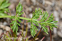 Zwerg-Mutterwurz (Ligusticum mutellinoides) (C203621)