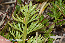 Zwerg-Mutterwurz (Ligusticum mutellinoides) (C203624)
