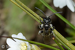 Luzerne-Graubiene (Rhophitoides canus) (08.08.2021, C203632)
