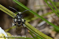 Photo: Rhophitoides canus