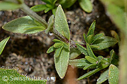 Foto: Alpen-Hornkraut (Cerastium alpinum)