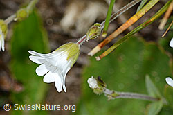 Foto: Alpen-Hornkraut (Cerastium alpinum)