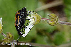 C203657: Mylabris flexuosa (Ölkäfer) auf Alpen-Hornkraut (Cerastium alpinum)