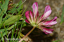 C203673: Alpen-Klee (Trifolium alpinum)
