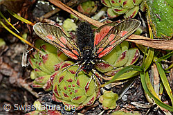 Alpen-Widderchen (Zygaena exulans) auf Blattrosette (08.08.2021, C203683)