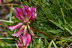 C203684: Alpen-Klee (Trifolium alpinum)