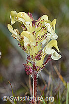 Knolliges Läusekraut (Pedicularis tuberosa) (08.08.2021, C203717)