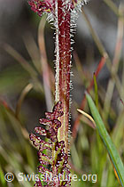 Knolliges Läusekraut (Pedicularis tuberosa) (C203718) Knolliges Läusekraut (Pedicularis tuberosa) (C203718)