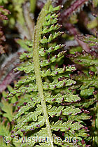 Knolliges Läusekraut (Pedicularis tuberosa) (C203723) Knolliges Läusekraut (Pedicularis tuberosa) (C203723)