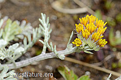 Graues Greiskraut (Senecio incanus) (C203724)