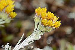 Graues Greiskraut (Senecio incanus) (C203725)