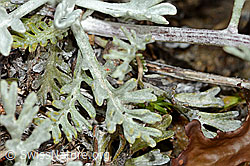 Graues Greiskraut (Senecio incanus) (C203726)