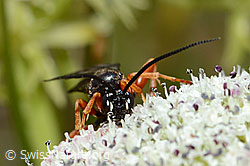 C203738: Hoplocryptus bellosus (Schlupfwespe) auf Zwerg-Mutterwurz (Ligusticum mutellinoides)