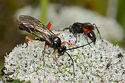 Hoplocryptus bellosus (Schlupfwespe) und Anoplius infuscatus (Wegwespe) auf Zwerg-Mutterwurz (Ligusticum mutellinoides) (C203739)