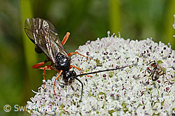 C203740: Hoplocryptus bellosus (Schlupfwespe) auf Zwerg-Mutterwurz (Ligusticum mutellinoides)