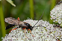 Hoplocryptus bellosus (Schlupfwespe) auf Zwerg-Mutterwurz (Ligusticum mutellinoides) (C203742)