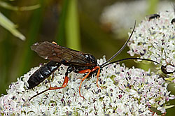 Hoplocryptus bellosus (Schlupfwespe) auf Zwerg-Mutterwurz (Ligusticum mutellinoides) (08.08.2021, C203744)