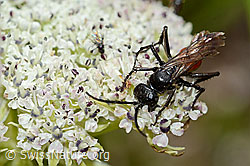 Anoplius infuscatus (Wegwespe) auf Zwerg-Mutterwurz (Ligusticum mutellinoides) (C203747)