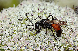 Anoplius infuscatus (Wegwespe) auf Zwerg-Mutterwurz (Ligusticum mutellinoides) (C203750)