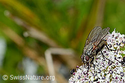 Helina depuncta (Echte Fliege) auf Zwerg-Mutterwurz (Ligusticum mutellinoides) (C203820)