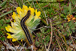 Photo: Malacosoma alpicola (caterpillar) on Anthyllis vulneraria ssp. alpestris