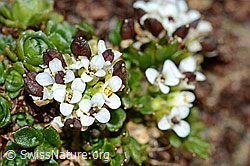 Kurzstängelige Gämskresse (Pritzelago alpina ssp. brevicaulis) (08.2021, C204947)