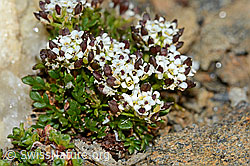 Kurzstängelige Gämskresse (Pritzelago alpina ssp. brevicaulis) (08.2021, C204948)