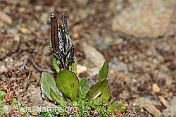 Arabis caerulea (C204949)