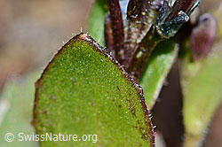 Arabis caerulea (C204951)
